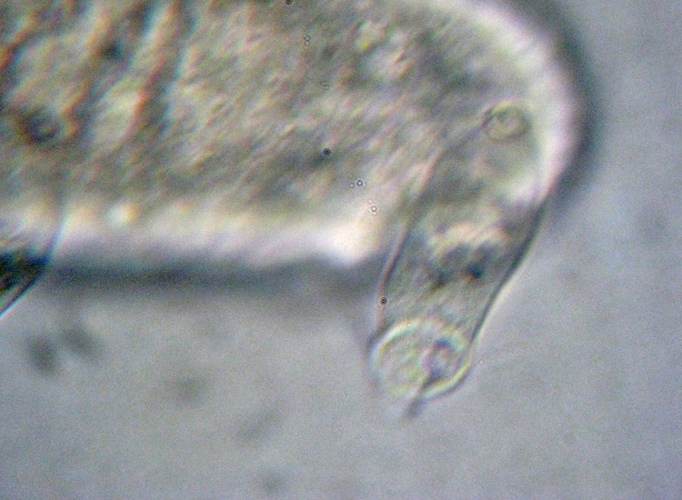 Scyphidia sp
